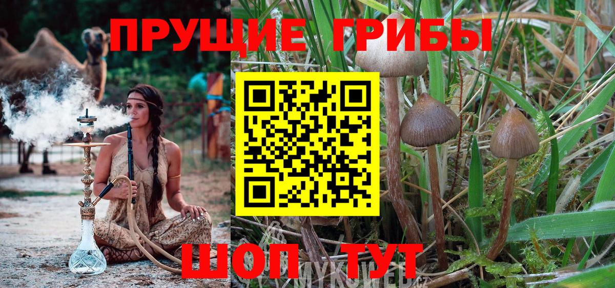 Псилоцибиновые грибы Psilocybe  Вход с VPN  Галлюциногенные грибы ЛСД  Печора 